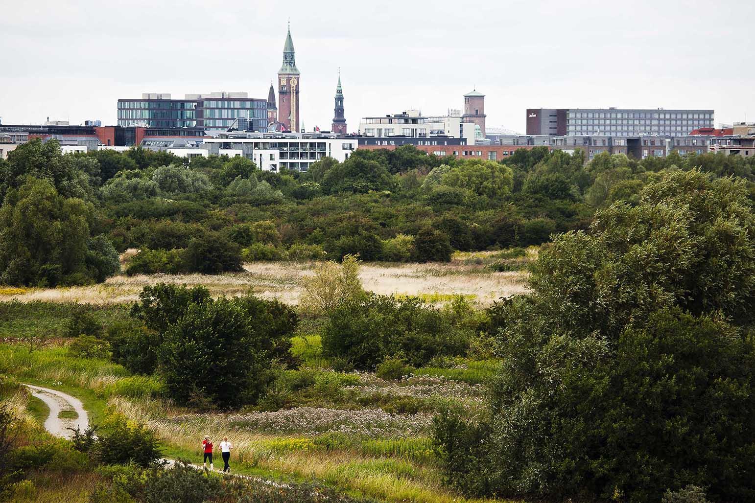 Amager Fælled